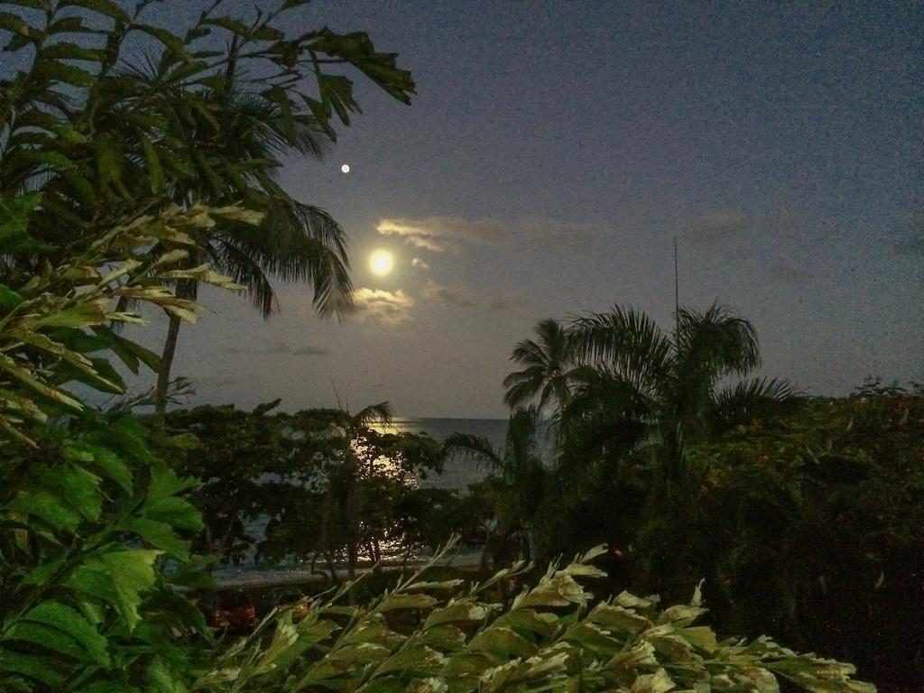 Roydon Beachfront Apartments Trinity Beach Eksteriør billede